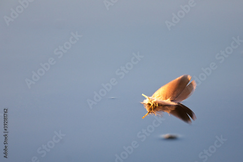 Feather floating on a still lake at dawn, Slapton Ley, Devon, England, UK. photo