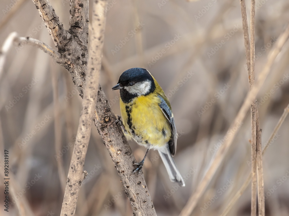 Fototapeta premium Bird chickadee on branch in autumn woods
