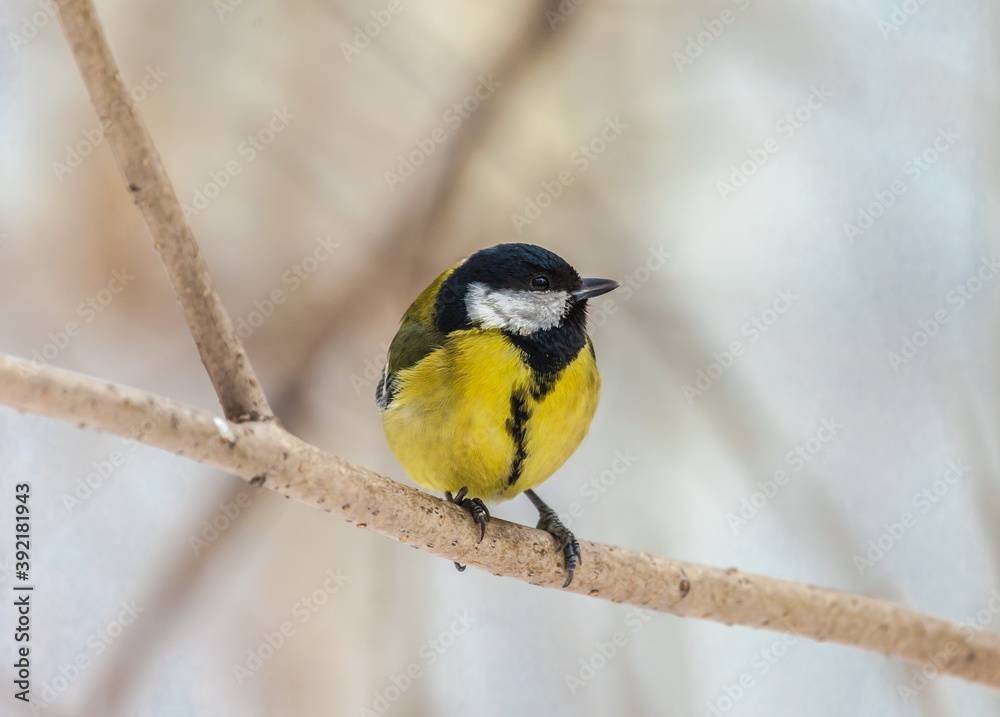 Fototapeta premium Bird chickadee on branch in autumn woods