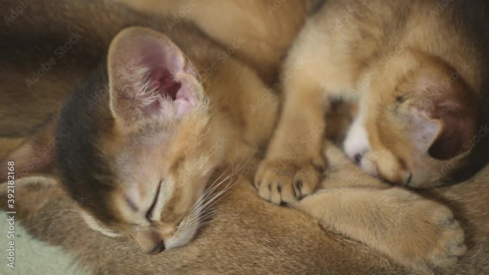 Little kittens cute sleep next to mom Little kittens cute sleep next to mom