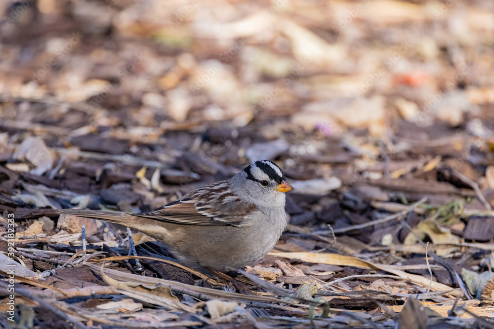 Close up shot of cute White-crowned sparrow Close up shot of cute White-crowned sparrow