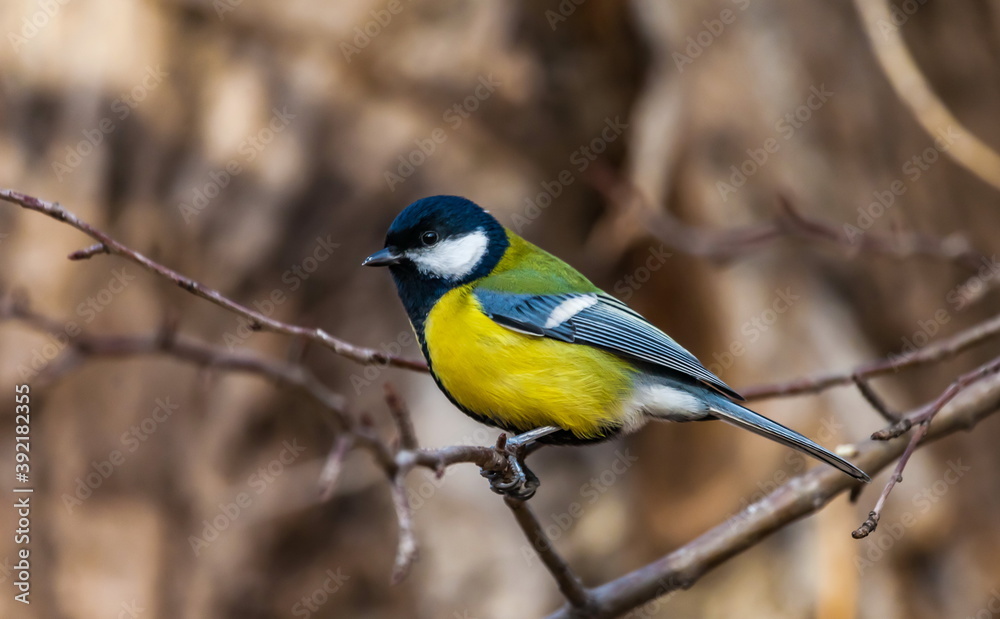 Obraz premium Bird tit closeup on tree branch in autumn city Park