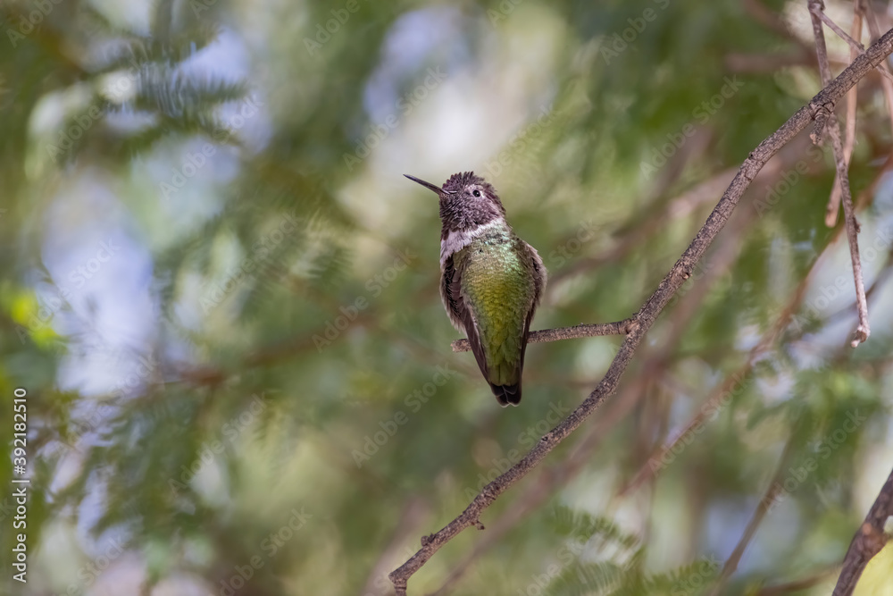Fototapeta premium Close up shot of cute hummingbird resting on brunch