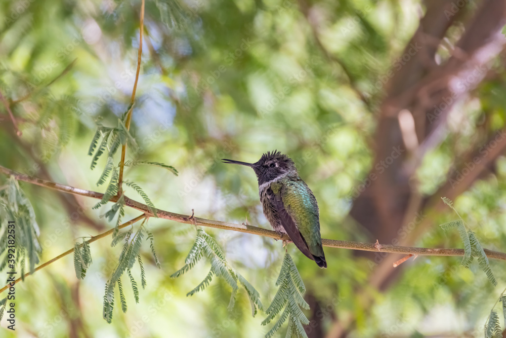 Fototapeta premium Close up shot of cute hummingbird resting on brunch