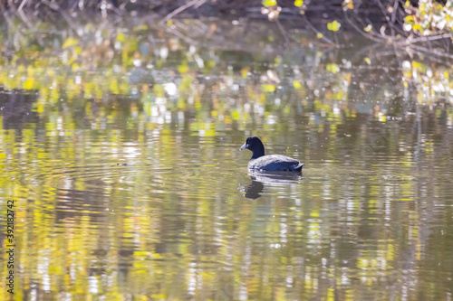 Sunny view of Eurasian coot bird swimming in a pond © Kit Leong