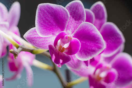 macro of a pink orchid