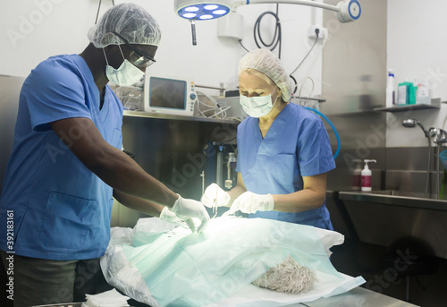 Veterinarian surgeons in operating room at animal hospital. High quality photo © JackF