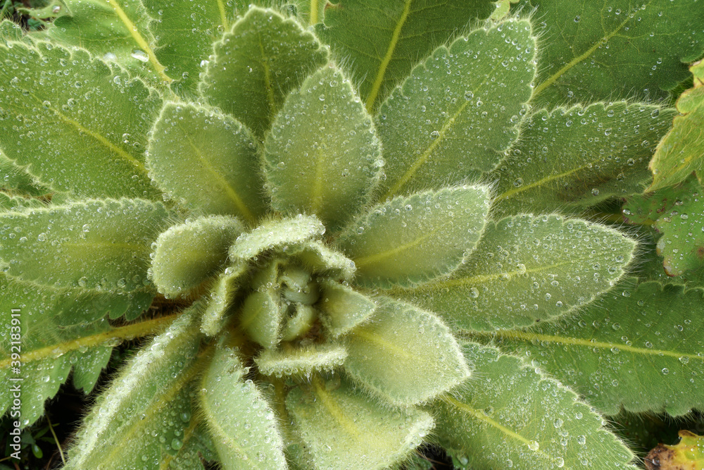 Macro Echeveria plants Surface - green nature - texture background image from annapurna base camp nepal , leaf backdrop and beautiful detail Macro Echeveria plants Surface - green nature - texture background image from annapurna base camp nepal , leaf backdrop and beautiful detail