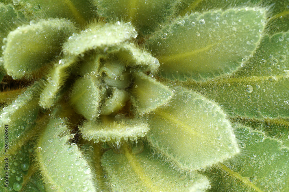 Macro Echeveria plants Surface - green nature - texture background image from annapurna base camp nepal , leaf backdrop and beautiful detail Macro Echeveria plants Surface - green nature - texture background image from annapurna base camp nepal , leaf backdrop and beautiful detail