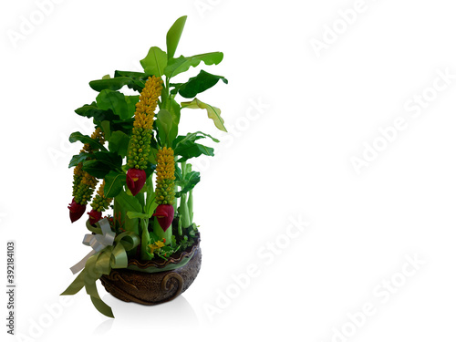 beautiful banana tree on clay pot on white background, nature, object, copy space photo