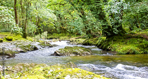 River Walkham running through a forested valley on the edge of Dartmoor near Grenofen, Devon, England, UK.