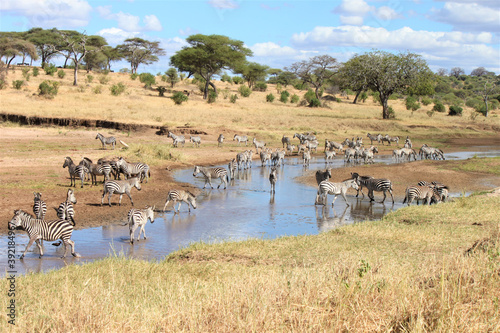 Shot of zeal of zebras at a water stream in the savanna