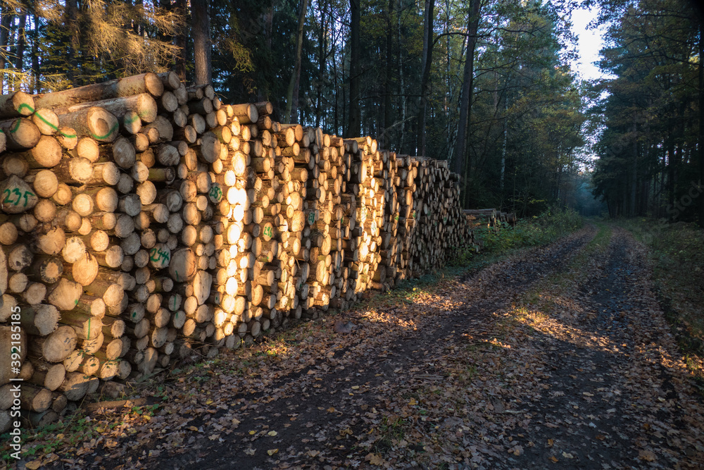 pile of harvested wood in a forest