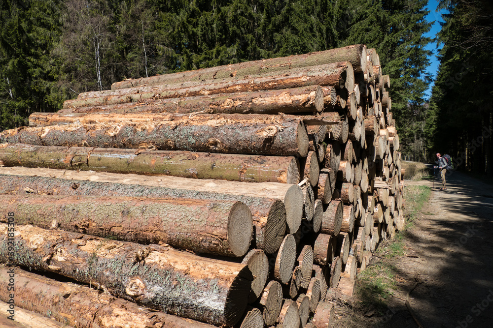 pile of harvested wood in a forest pile of harvested wood in a forest