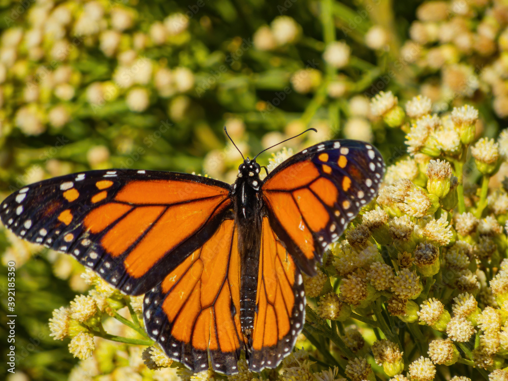 Close up shot of the beautiful monarch butterfly Close up shot of the beautiful monarch butterfly