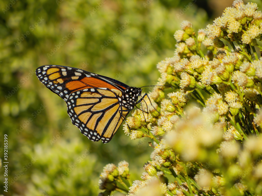 Close up shot of the beautiful monarch butterfly Close up shot of the beautiful monarch butterfly