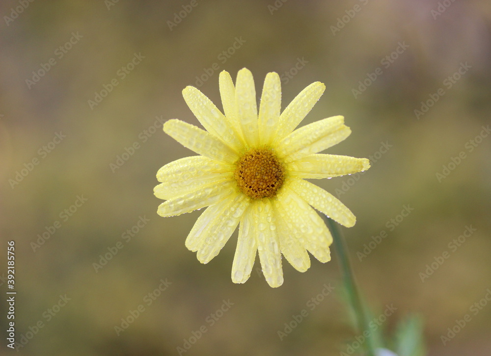 Obraz premium yellow flower in the garden