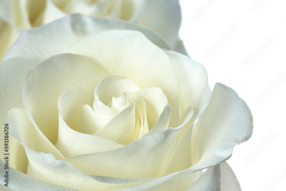 Rose flower. White rose close-up as a natural background.