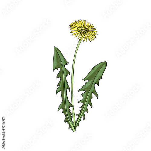 vector drawing dandelion