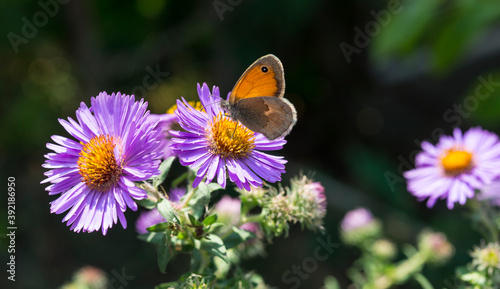 farfalla su fiori di aster