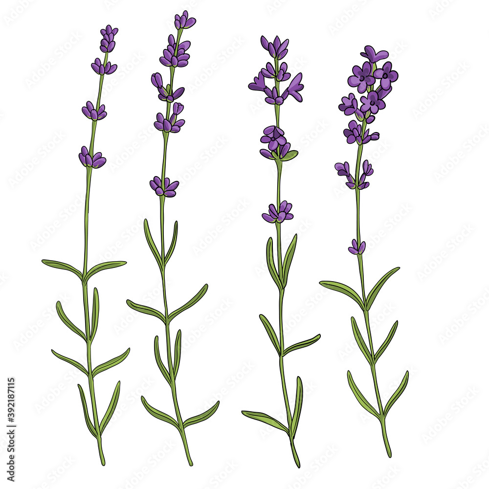 Fototapeta premium vector drawing lavender