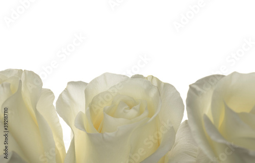 White roses. Three buds of white roses isolated on a white background close-up.