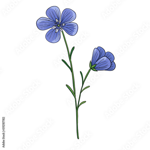 vector drawing flaxseed