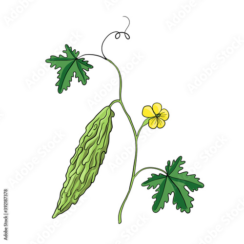 vector drawing bitter melon plant