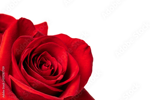 Red roses. Red rose buds isolated on white background close-up.