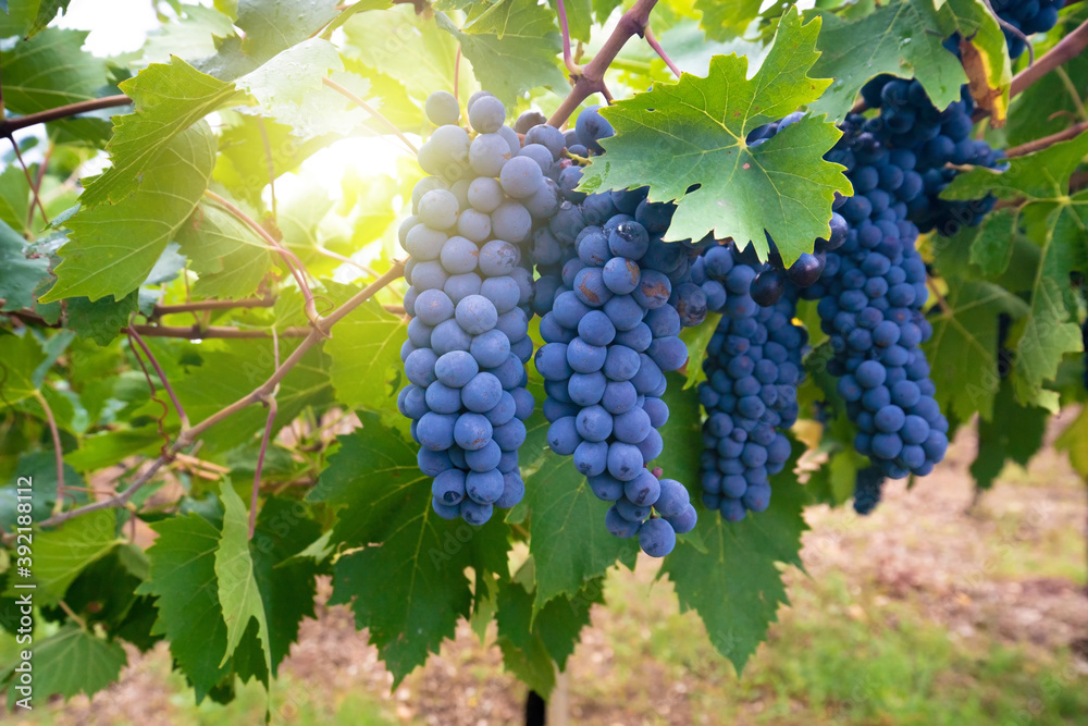 cannonau grapes ripe for the harvest
