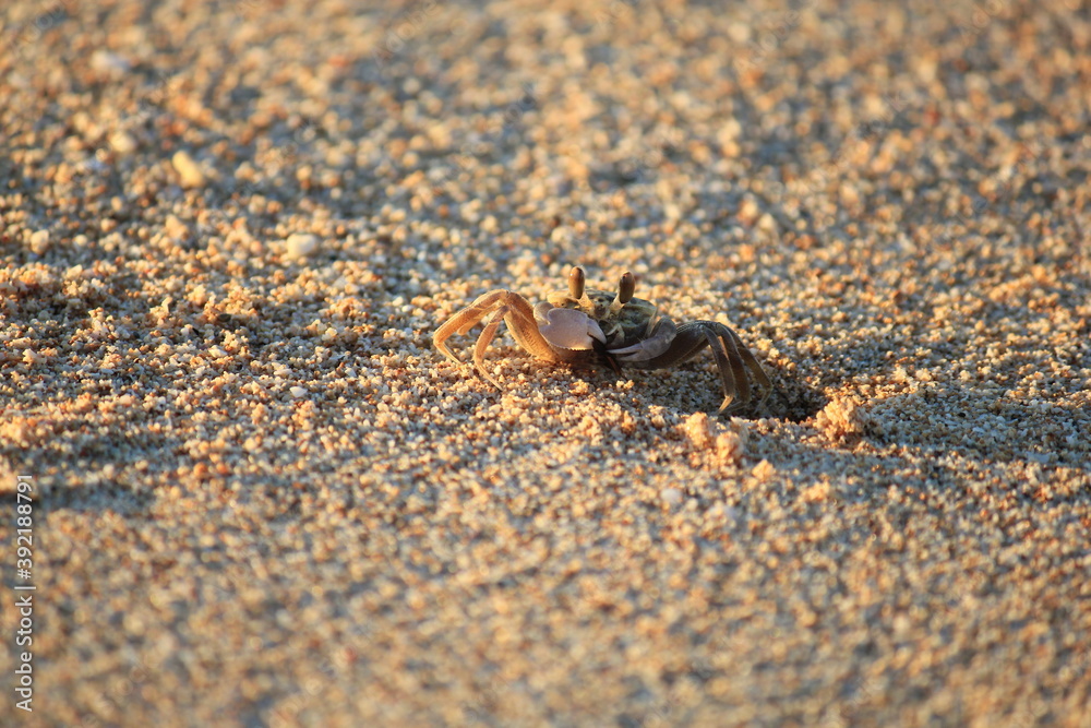 Busy Ghost crab digging a hole Busy Ghost crab digging a hole