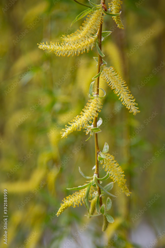 Fototapeta premium Willow by the water with a reflection. Flowering willow in early spring. Yellow stamens and you on the branches.