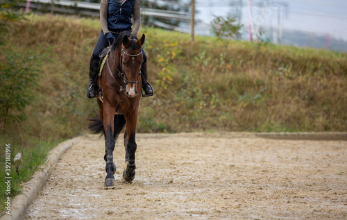 Brown horse trotting with rider on his hoofs at the riding arena, photographed from the front..