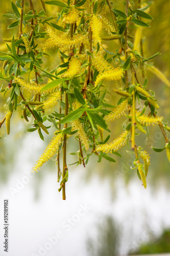 Willow by the water with a reflection. Flowering willow in early spring. Yellow stamens and you on the branches.