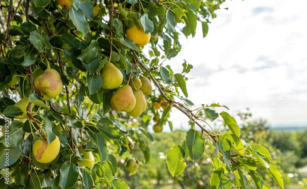 wide scene of pear tree isolated. pear fruit tree. wide scene of pear tree isolated. pear fruit tree.