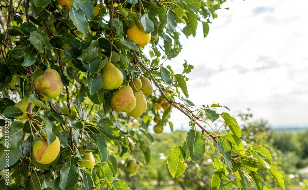 wide scene of pear tree isolated. pear fruit tree.