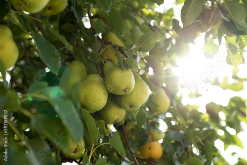 pears on tree.
pear fruits isolated on tree.