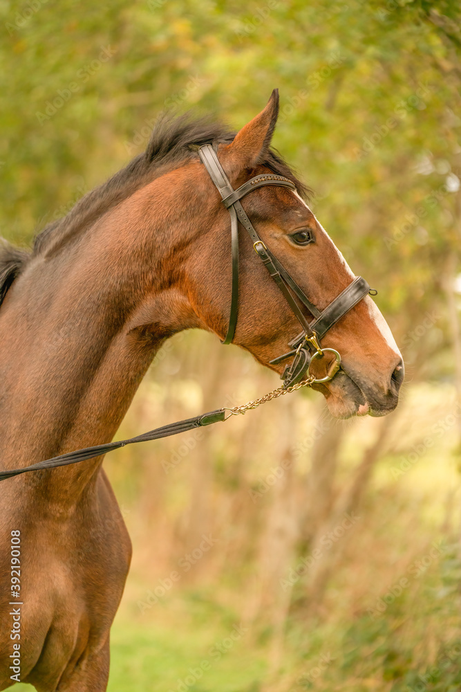 A brown horse head, in side view, in the autumn evening sun