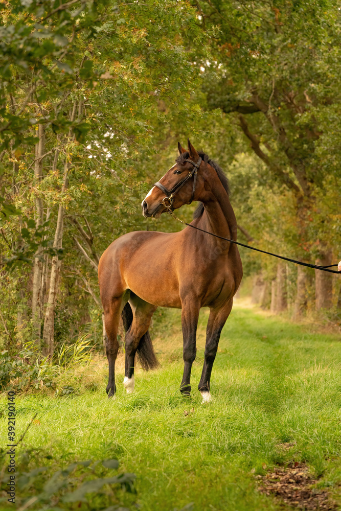 Fototapeta premium A brown horse on a forest trail in the autumn evening sun