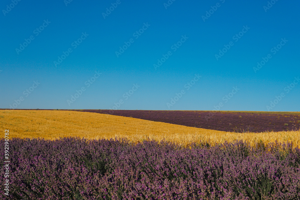 field of flowering purple lavender and yellow wheat Provence summer flowers