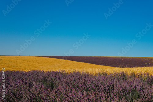 field of flowering purple lavender and yellow wheat Provence summer flowers