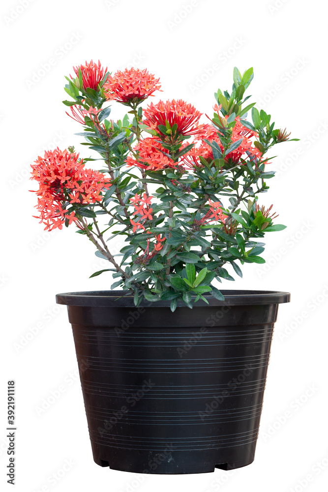 Red Ixora flower bloom in black plastic pot isolated on white background.
