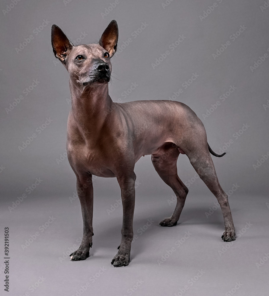 beautiful Xoloitzcuintle (Mexican Hairless Dog) portrait standing close-up on neutral gray background
beautiful Xoloitzcuintle (Mexican Hairless Dog) portrait standing close-up on neutral gray background