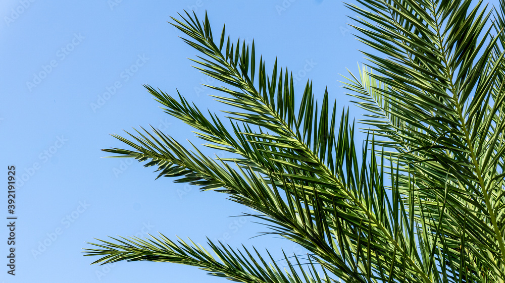 Palm leaves background. Tropical palm branch against the background of clear sky.