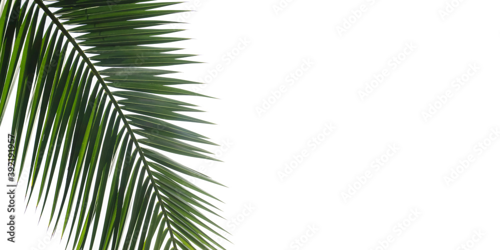 Fototapeta premium Palm tree leaf isolated. Tropical palm branch on a white blank background.