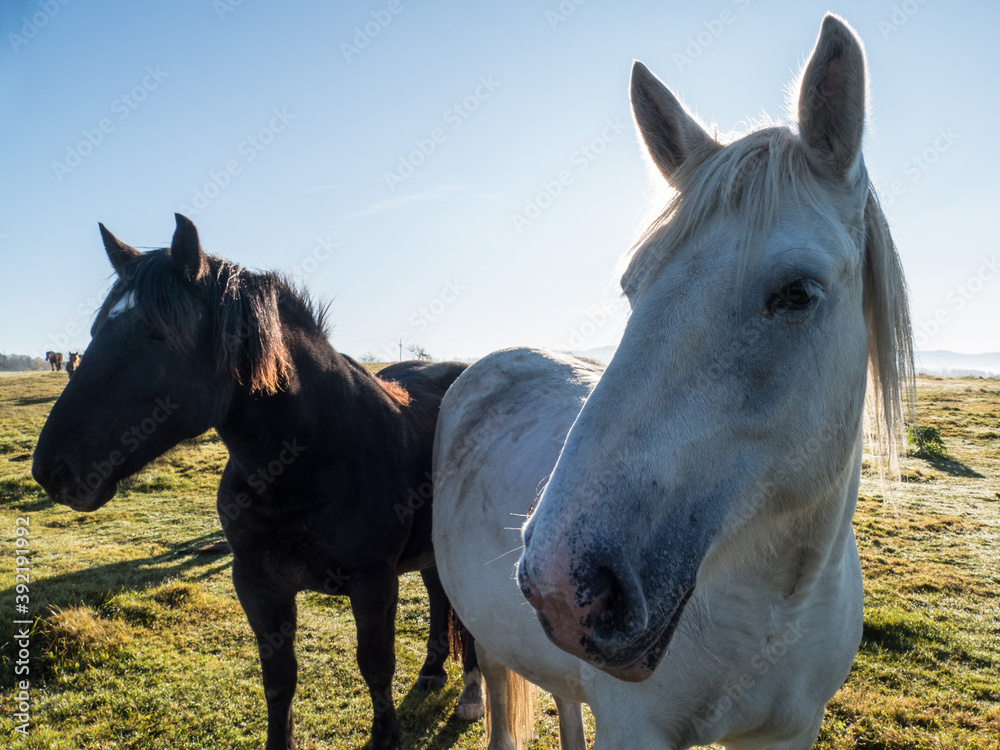 free horses in a farm yard free horses in a farm yard