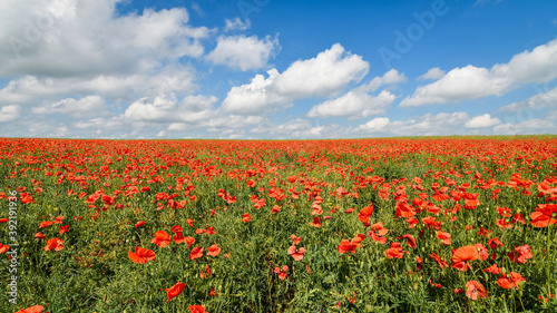 Panoramic view of endless red poppy field over blue sky. Beautiful summer background.