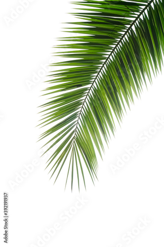 Palm tree leaf isolated. Tropical palm branch on a white blank background.