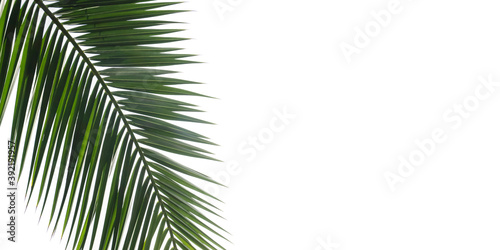 Palm tree leaf isolated. Tropical palm branch on a white blank background. © uladzimirzuyeu