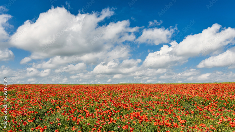 Panoramic view of endless red poppy field over blue sky. Beautiful summer background. Panoramic view of endless red poppy field over blue sky. Beautiful summer background.